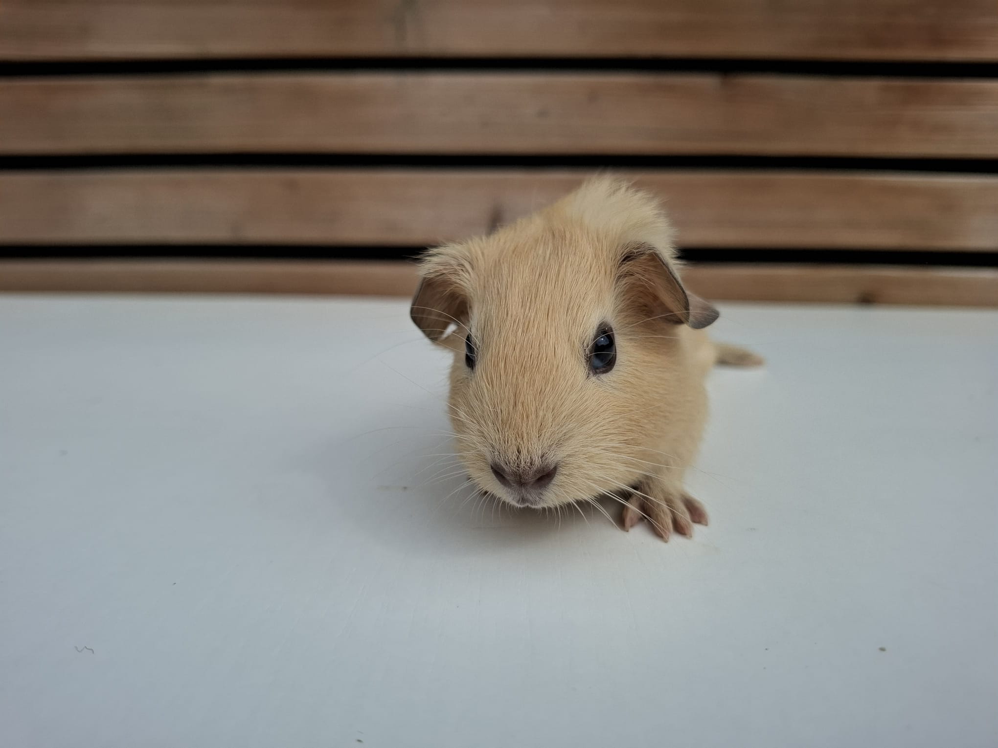 Front foto van Apollo