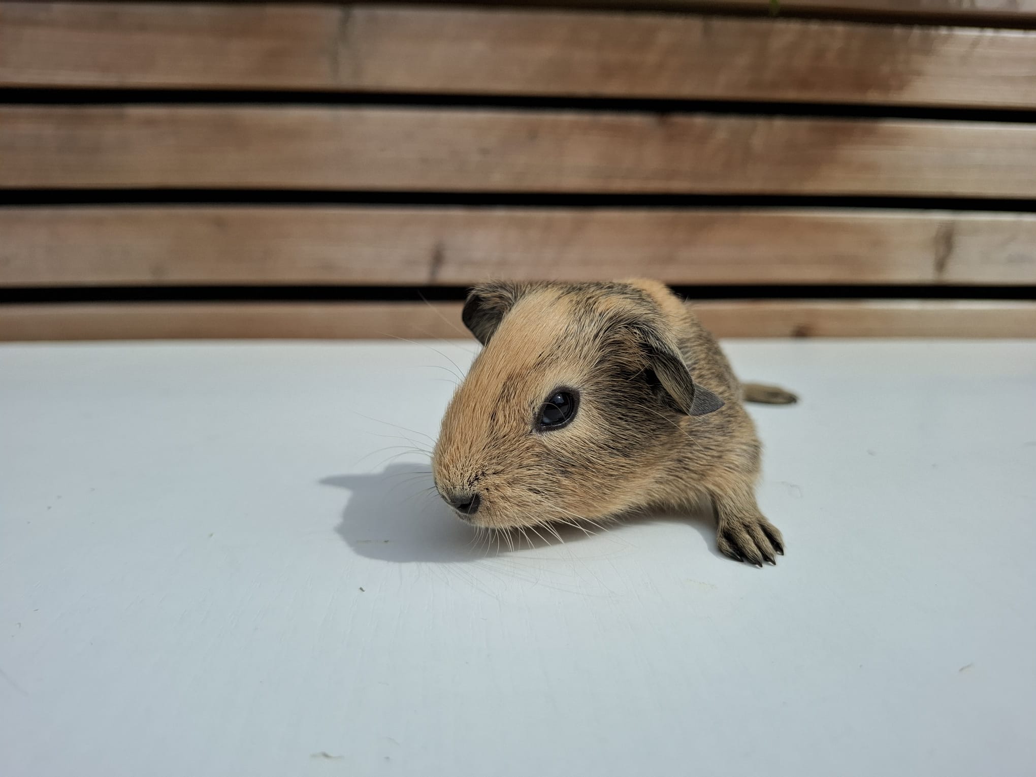 Foto van Janus