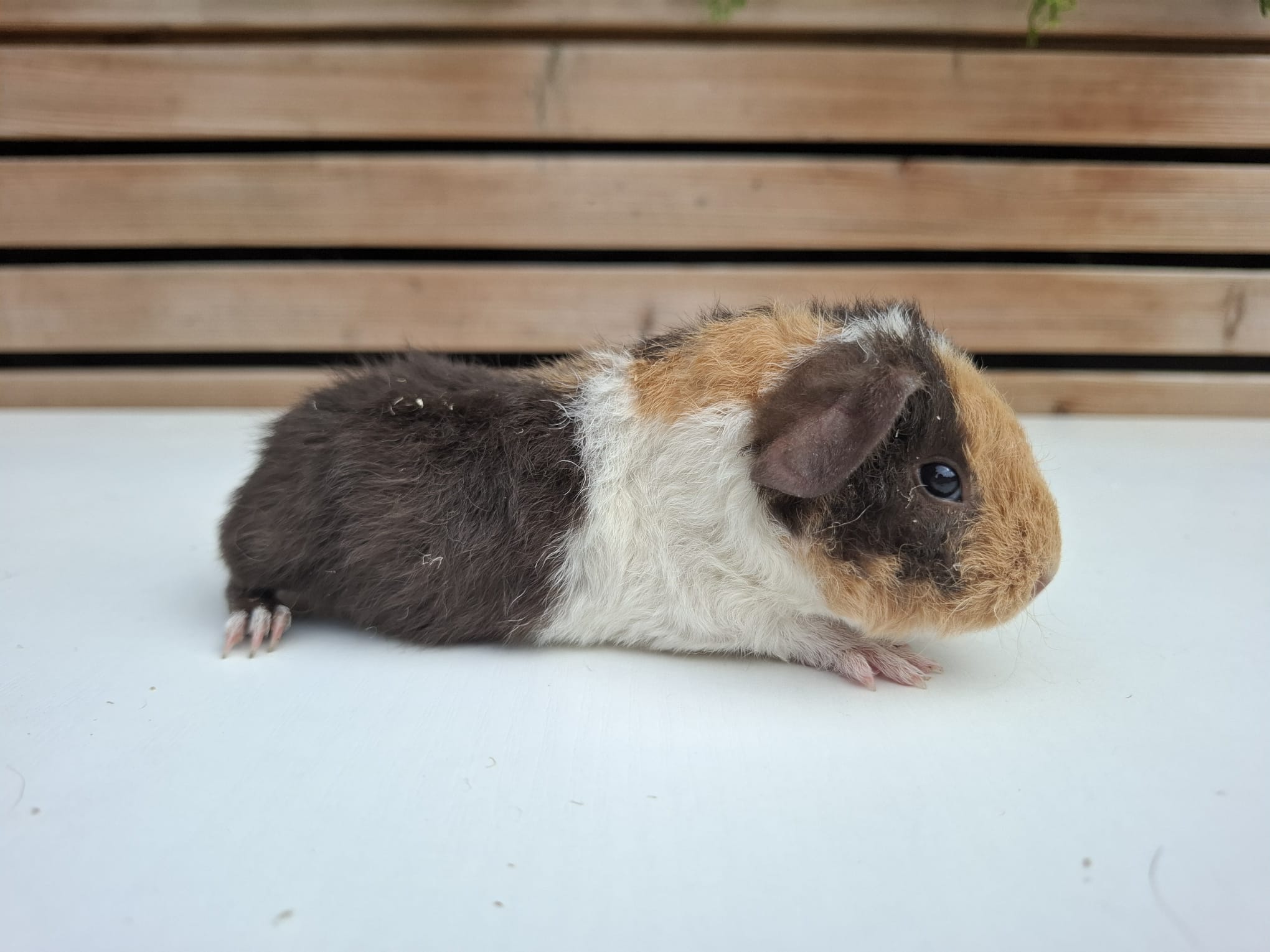 Foto van Osiris